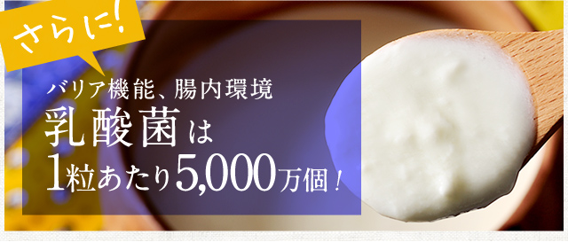 乳酸菌は１粒あたり5000万個