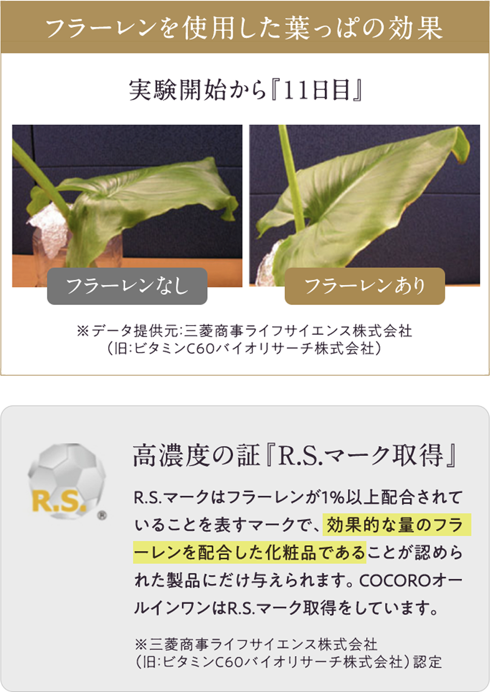 フラーレンを使用した葉っぱの効果：実験開始から１１日目の様子