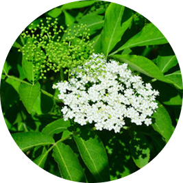 エルダーフラワー