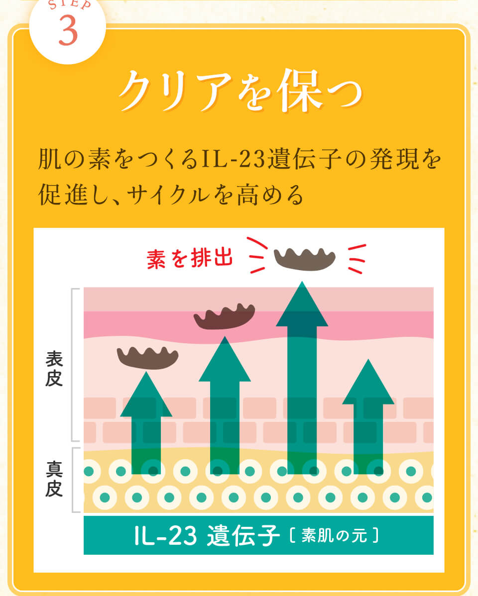 クリアを保つ。肌の素をつくるIL-23遺伝子の発現を促進し、サイクルを高める
