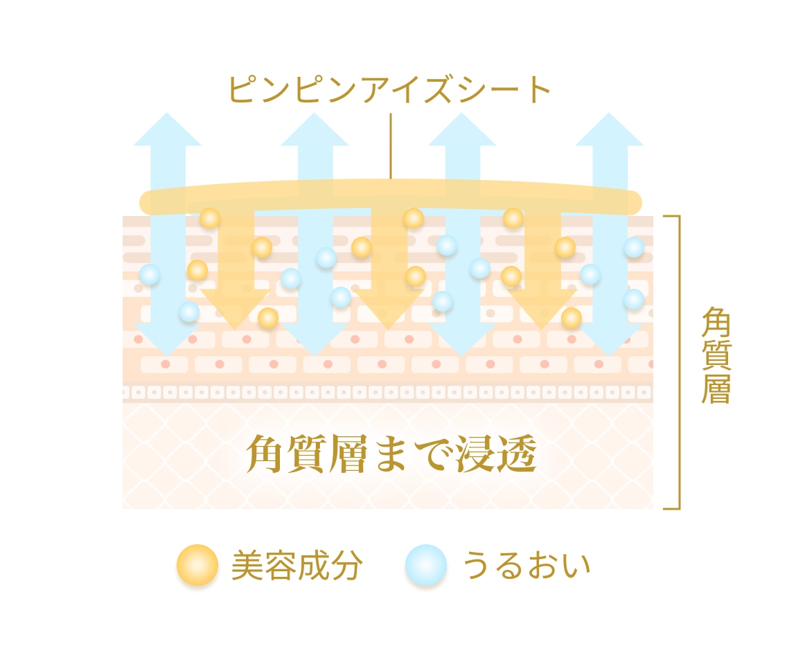 角質層まで浸透する図
