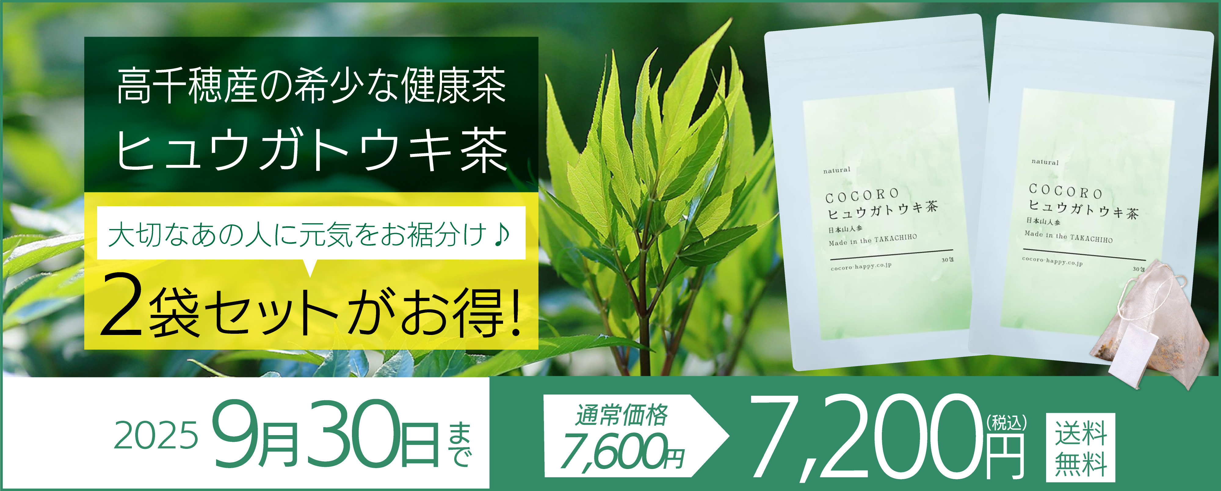ヒュウガトウキキャンペーン