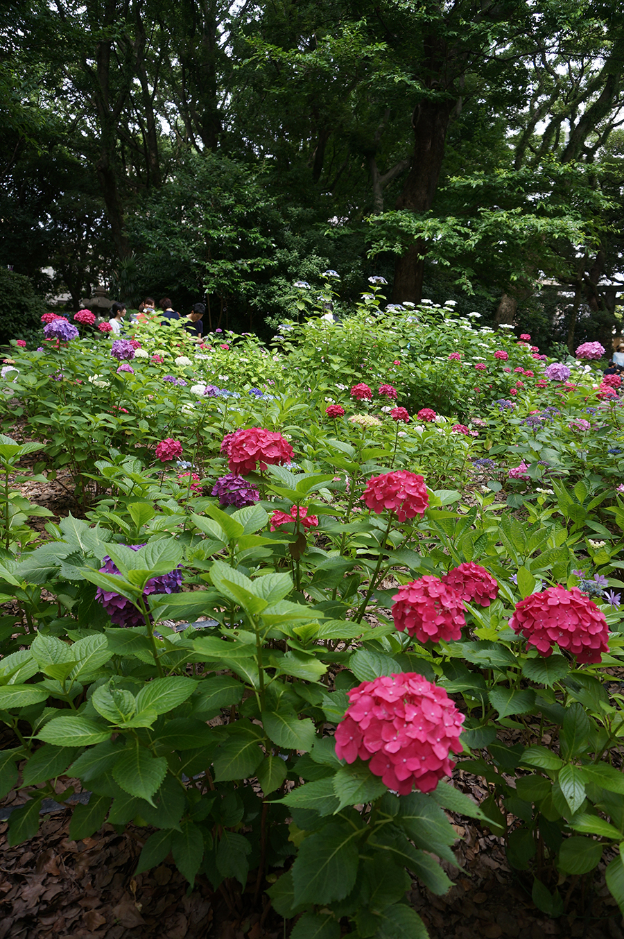 見渡す限りの紫陽花を堪能♪筥崎宮 あじさい苑