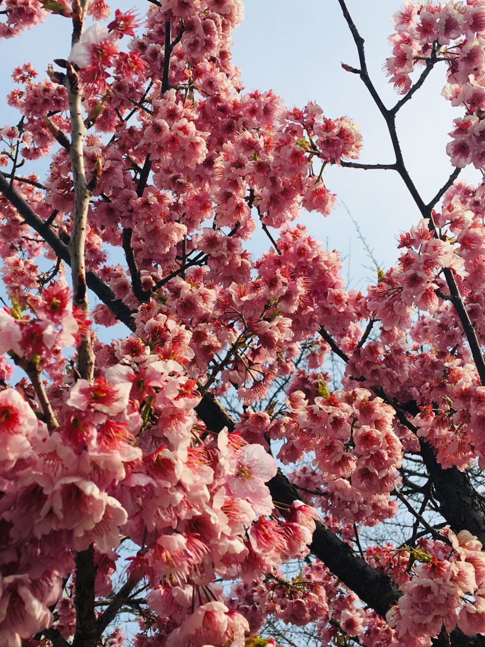 櫛田神社の桜3