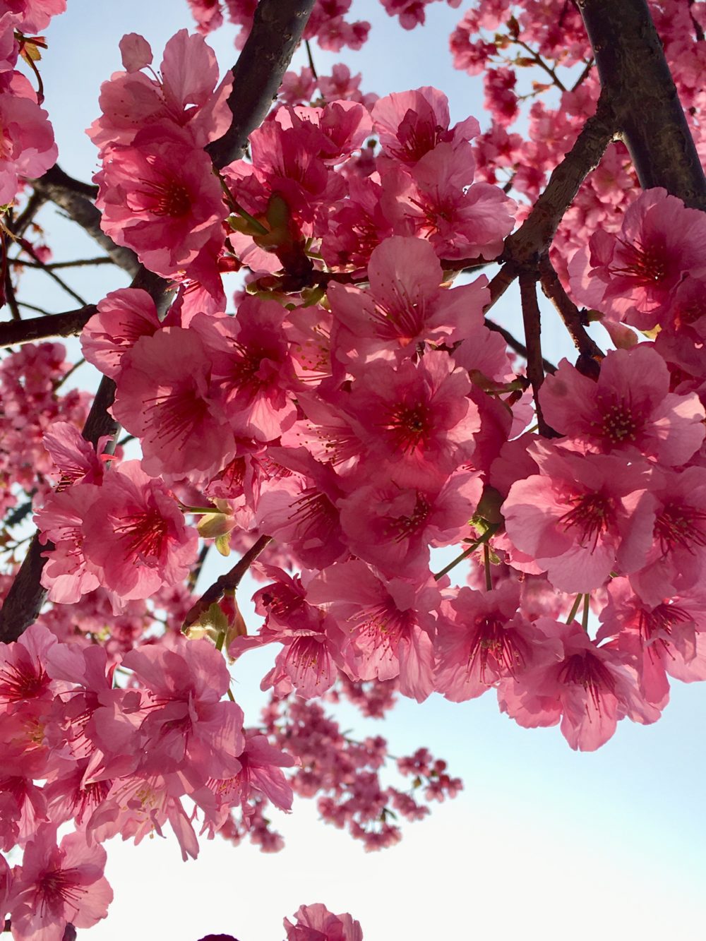 櫛田神社の桜1