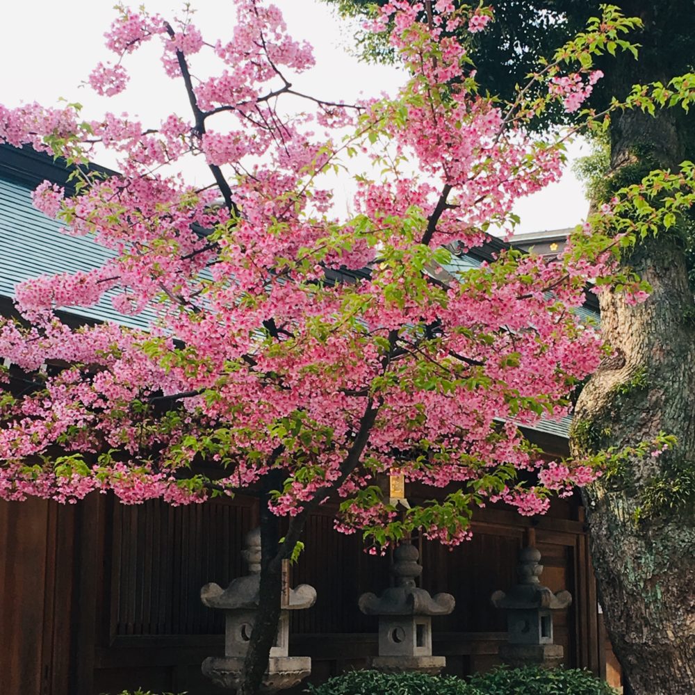 櫛田神社の桜2