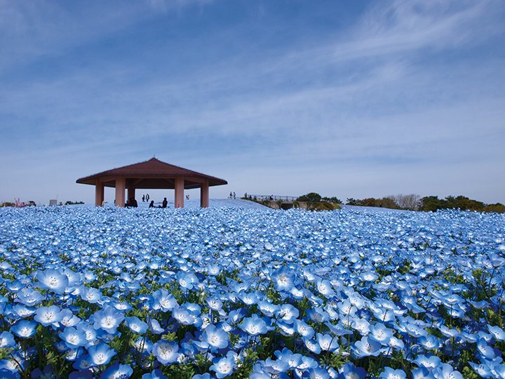 海の中道海浜公園で春を満喫！