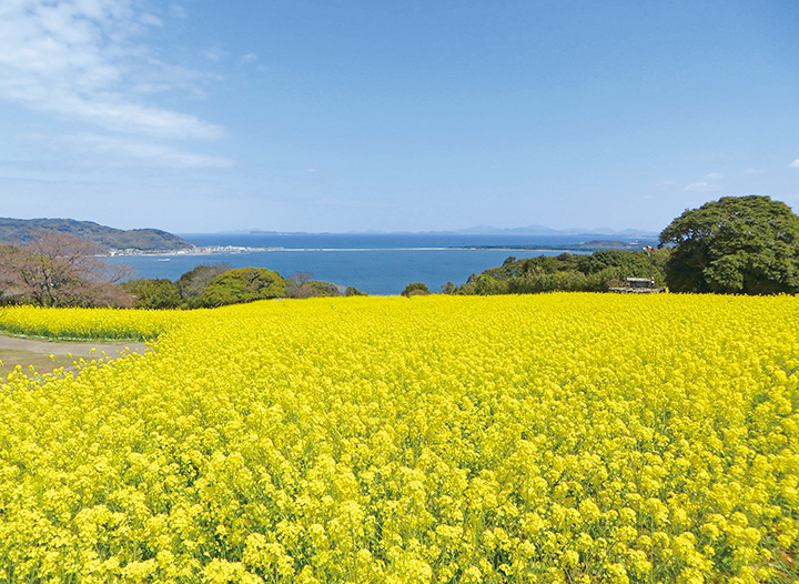 能古島の菜の花