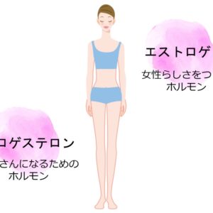 女性ホルモン