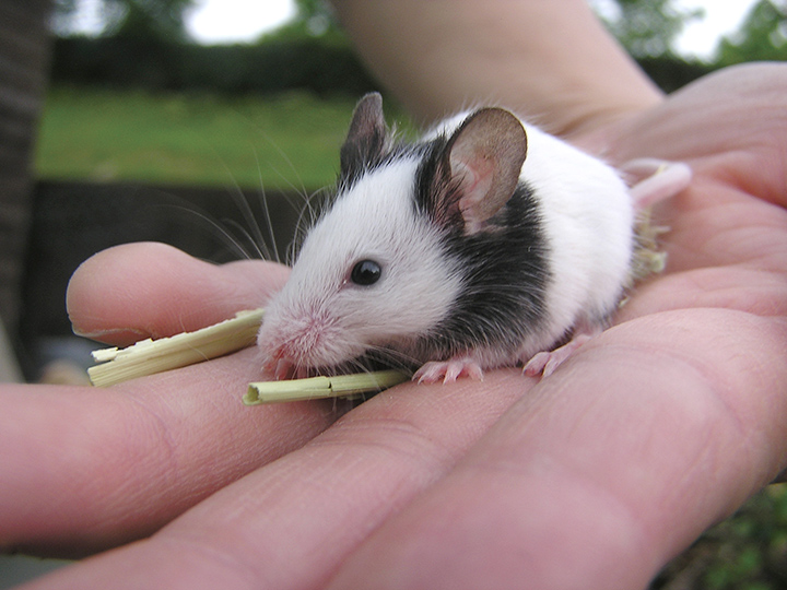 かわいい動物たちにあえる