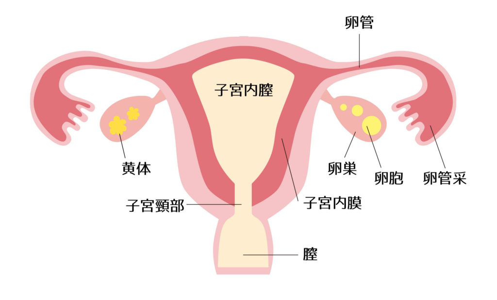 子宮の構造