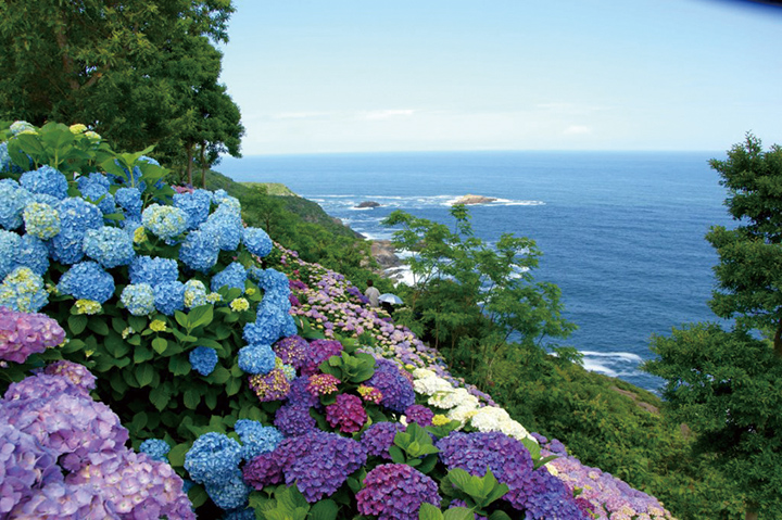 桃源郷岬の紫陽花