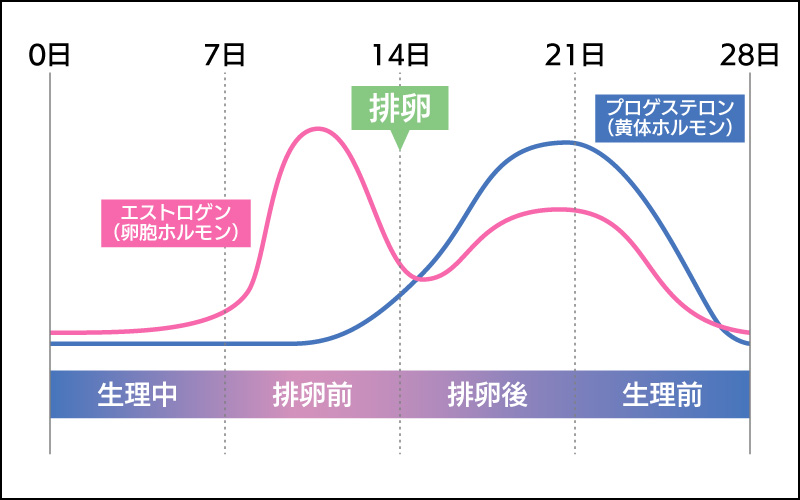 女性ホルモンの分泌量の変化と月経周期