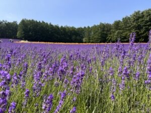 肌ケアにおすすめのアロマ-ラベンダーウォーター