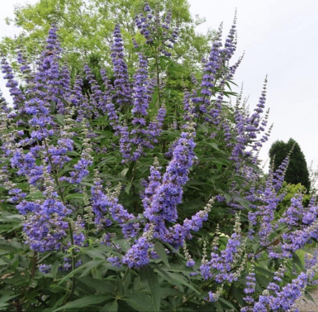 チェストベリー・チェストツリー