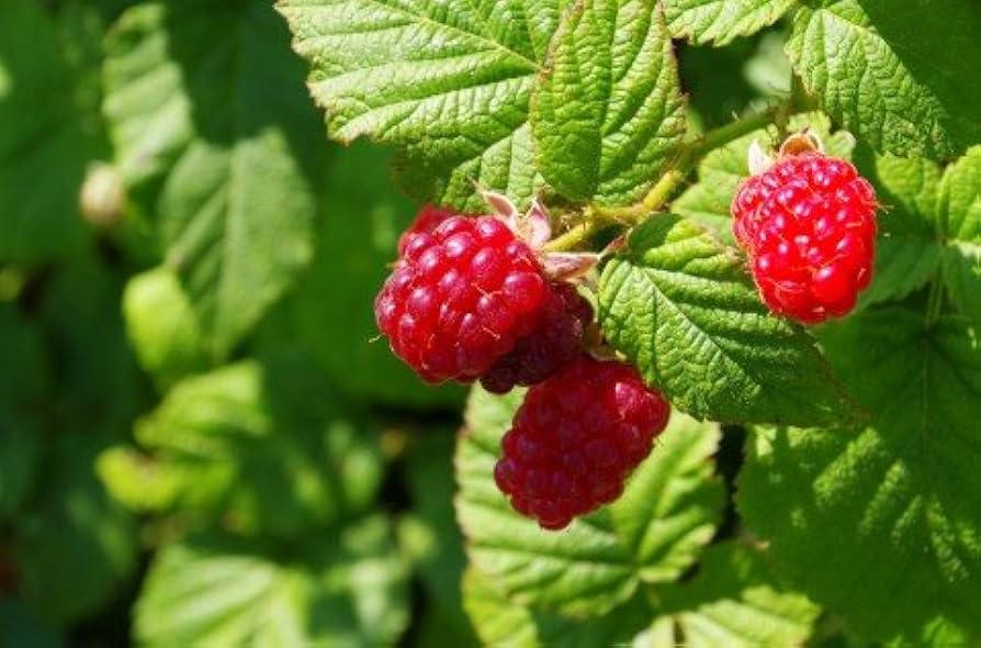 ラズベリーリーフ