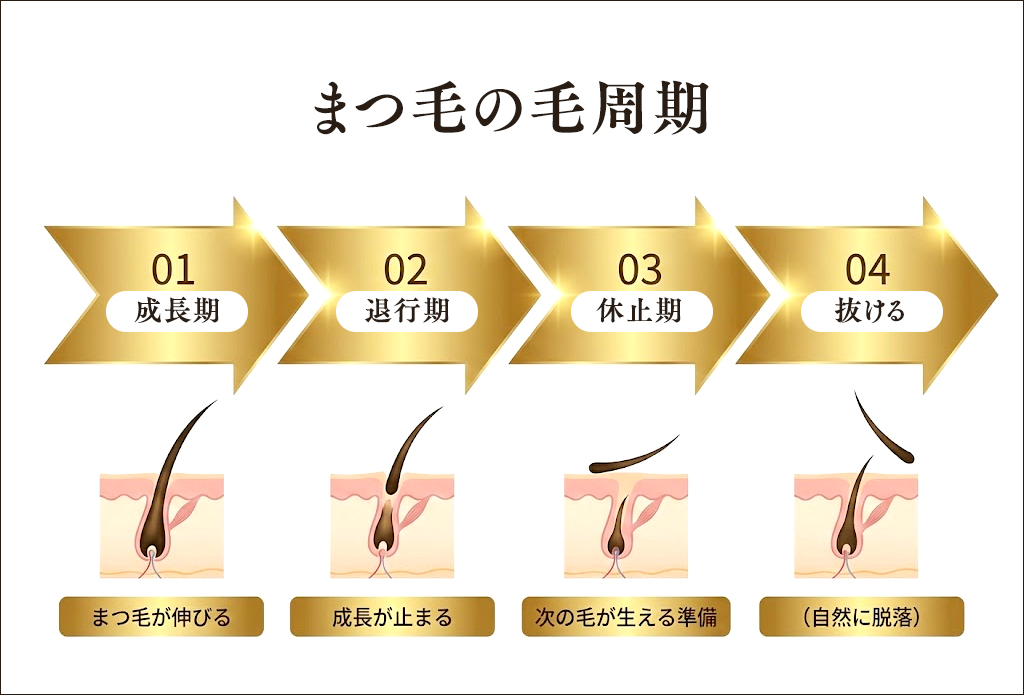 【図】まつ毛の毛周期