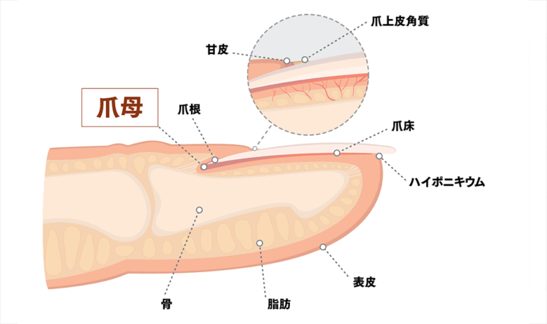 プラセンタは爪にも効果がある?爪トラブルを内側からサポート
