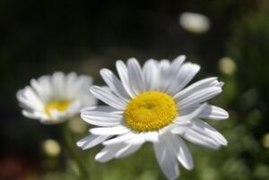 生理痛ケアのためのアロマ-カモミールローマン