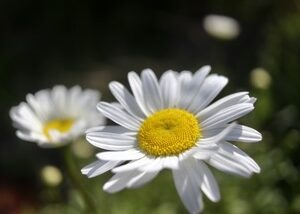 カモミールローマン-生理痛ケアにオススメのアロマ