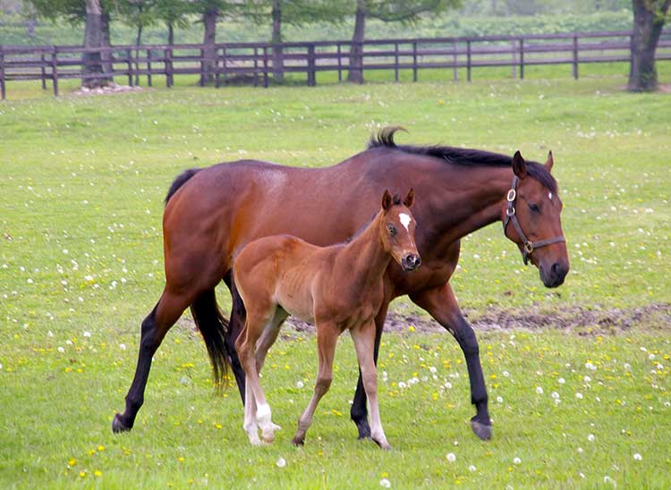 馬の親子。馬は1年に1回1頭の赤ちゃんを出産する